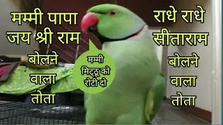 Thumbnail: Parrot talking mummy papa | Parrot talking radhe radhe | Sita Ram | मिट्ठू को रोटी दो |🦜🙏