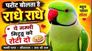 Thumbnail: Parrot Talking Radhe Radhe | Sita Ram | Jai Shree Ram | Mummy Papa 🦜🙏