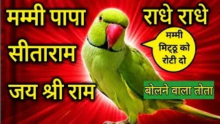 Thumbnail: Parrot Talking Mummy Papa | Parrot Talking Radhe Radhe | Jai Shree Ram | राधे राधे बोलने वाला तोता 🦜