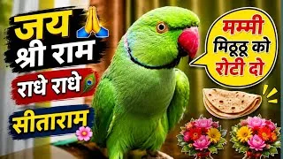 Thumbnail: Parrot Talking Jai Shree Ram 🙏 | Radhe Radhe | Sita Ram | Mummy Papa | Mummy Mithu Ko Roti Do 🦜