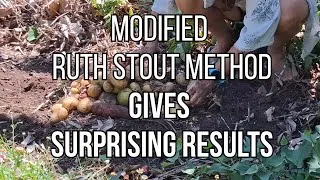 Thumbnail: Modified Ruth Stout Potato Growing Method Gives Surprising Results!
