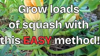 Thumbnail: Grow loads of squash with this EASY method!