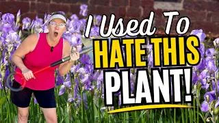 Thumbnail: 🌸🌿 I Used to HATE Bearded Iris! 🌿 How to Grow & Divide Bearded Iris