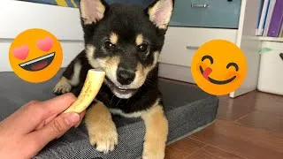 Thumbnail: PUPPY TEETH GNAWING - SHIBA INU SUNDAE