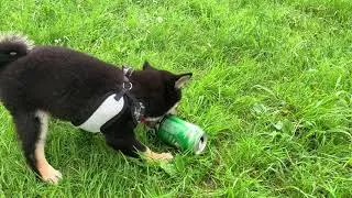 Thumbnail: SHIBA PUPPY VS TRASH HEINENKEN BEER BOTTLE