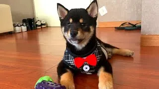 Thumbnail: Relaxing Afternoon of Shiba Inu puppy