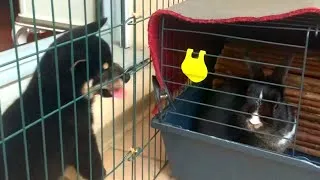 Thumbnail: RABBIT vs SHIBA PUPPY: ASSERTING DOMINANCE