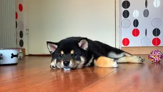Thumbnail: Puppy first day home