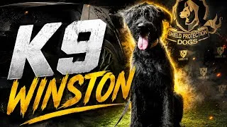 Thumbnail: Training K9 Winston the Giant Schnauzer