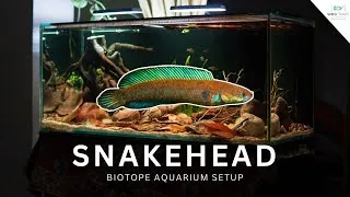 Thumbnail: Channa Andrao Tank Setup - Snakehead Fish Aquarium / Biotope