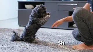 Thumbnail: Black shih tzu ( 10 month ) shows his Tricks and Skills | dog training
