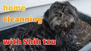 Thumbnail: Shih tzu Puppy helps Human to clean the House (Kinda...)