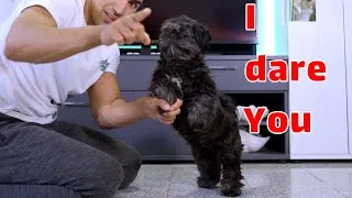 Thumbnail: human wants to workout... not on my watch... angry Shih tzu