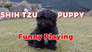 Thumbnail: Black SHIH TZU puppy tastes SNOWFLAKES for the first time