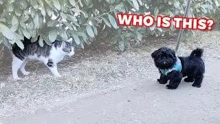 Thumbnail: Shih tzu puppy first time going outside and this happend.......