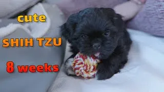 Thumbnail: Shih tzu puppy first day at home | angry funny puppy