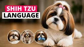Thumbnail: The Hidden Language of Shih Tzu (Once You See It, You Can’t Unsee It)
