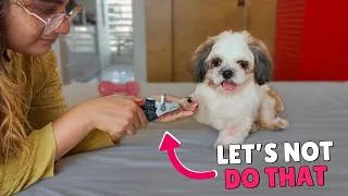 Thumbnail: 7 Grooming Mistakes Every Shih Tzu Owner Makes