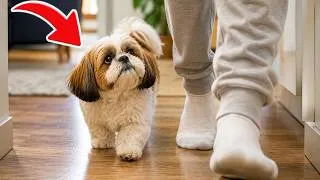 Thumbnail: The 7 Weirdest Things Shih Tzu Do