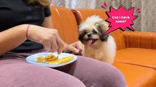 Thumbnail: The Crazy Things Shih Tzu Would Say (If They Could Talk)