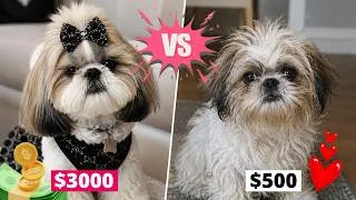 Thumbnail: How My $3000 Shih Tzu Is Different From My $600 Shih Tzu