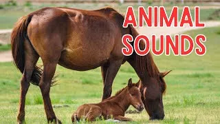 Thumbnail: Animal Sounds for Children (25 Amazing Animals)