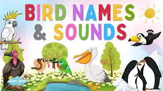 Thumbnail: Birds Names and Sounds | Learn Birds Names | Learning Video for Kids