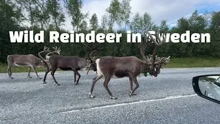 Thumbnail: Wild Reindeer in Sweden, August 2025 (Funäsdalen & Tänndalen)