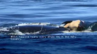 Thumbnail: What a killer whale teaches us about cows  dairy and humanity