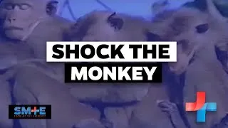 Thumbnail: Shock The Monkey | Animal Testing Exposed