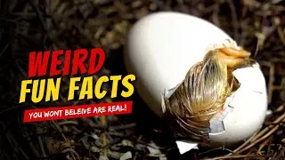 Thumbnail: 200 Mind-Blowing Weird Fun Facts You Won't Believe are Real! | Random Facts | Amazing Facts