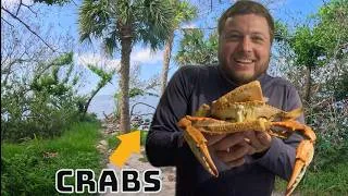 Thumbnail: These BIG Crabs are ACTIVE right now!
