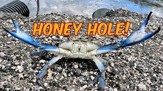 Thumbnail: Catching and Cooking Blue Crabs in a New Honey Hole!