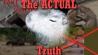 Thumbnail: The Truth About Capybaras That Their Superficial Popularity Hides From You