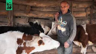 Thumbnail: Alone herder in north Iran - village life of Galesh people