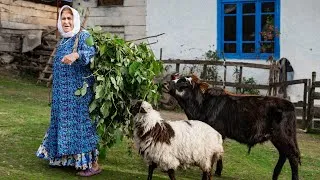 Thumbnail: Grandma's Life in Talesh Village Mountains - Silent Days Alone