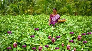 Thumbnail: Brinjal Karuvattu Kulambu | Village Style Fresh Brinjal Dry Fish Curry Cooking in Village