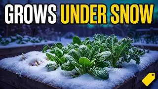 Thumbnail: Why You Should Plant These 15 in Fall to Grow Under This Winter