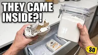 Thumbnail: Your Flour Is Already Infested — Do This Before It Hatches (Not Bleach)