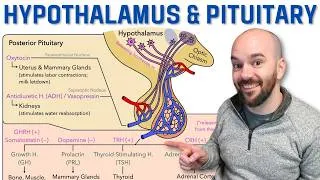 Thumbnail: Pituitary & Hypothalamus - Anatomy & Hormones