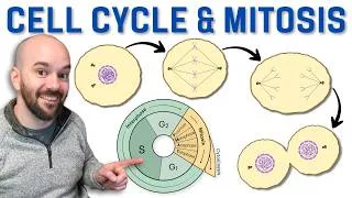 Thumbnail: Cell Cycle & Mitosis
