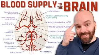 Thumbnail: Blood Supply to the Brain (simple and easy!)