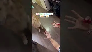 Thumbnail: Simba k sath aaj game hogya #goldenretriever #dog #puppy #retriever #trending #labrador #lab #pet