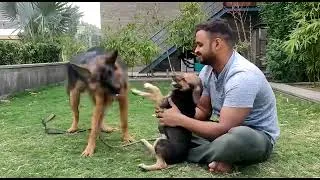Thumbnail: puppy meet dog first time || puppy dog fight || dogfunny video #goldenretriever #doglover #puppies