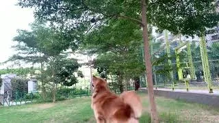Thumbnail: Smartest dog in the world |dogs funnyvideo #puppies #doglover #goldenretriever #pitbull #retriever