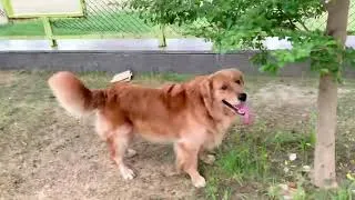 Thumbnail: How to train your puppy video || dog training video #goldenretriever #dogtraining #puppytraining
