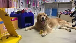 Thumbnail: Celebrating my dog birthday party || happy birthday vlog #birthday #birthdaycelebration #retriever