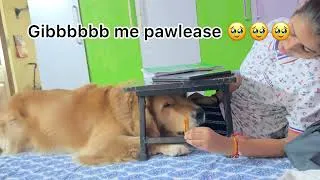 Thumbnail: Simba wants his treat || dog funnyvideo || puppies video #goldenretriever #puppy #doglover #dogfight