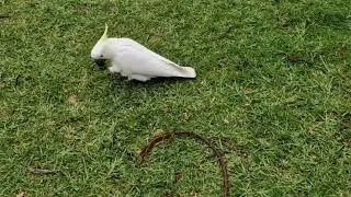 Thumbnail: A Day in the Life of Wild Birds