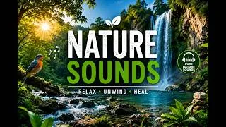 Thumbnail: Relaxing Nature Sounds: Birds, Water, and Forest Ambience